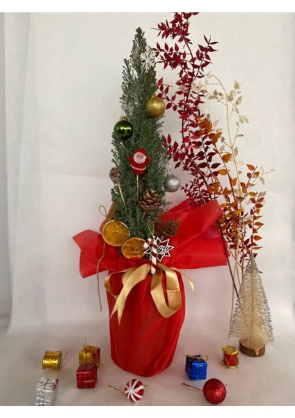 Elwoodi Yılbaşı Ağacı-Yılbaşı ÇAMI(30-50 cm)HEDIYE Paketli Kozalak ve Portakallar Dahil