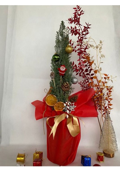 Elwoodi Yılbaşı Ağacı-Yılbaşı ÇAMI(30-50 cm)HEDIYE Paketli Kozalak ve Portakallar Dahil