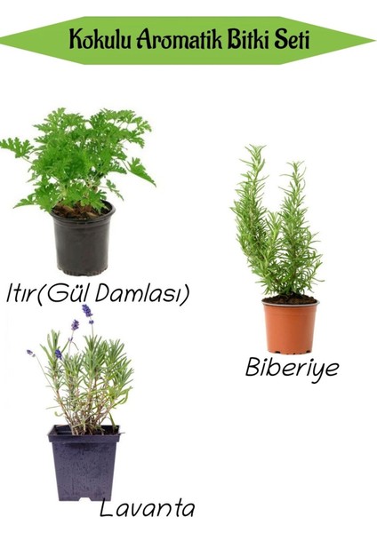 Aromatik Kokulu Mutfak Seti Itır Çiçeği+Biberiye Fidanı+Lavanta Fidesi 3 Adet