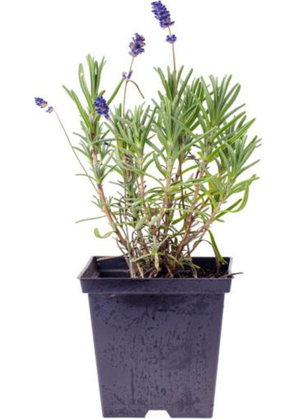 Aromatik Kokulu Mutfak Seti Itır Çiçeği+Biberiye Fidanı+Lavanta Fidesi 3 Adet