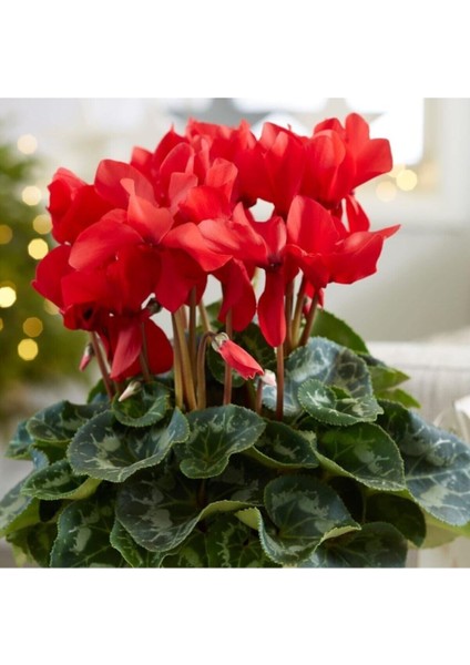 Siklamen Çiçeği Kırmızı Dekoratif Cyclamen modelleri
