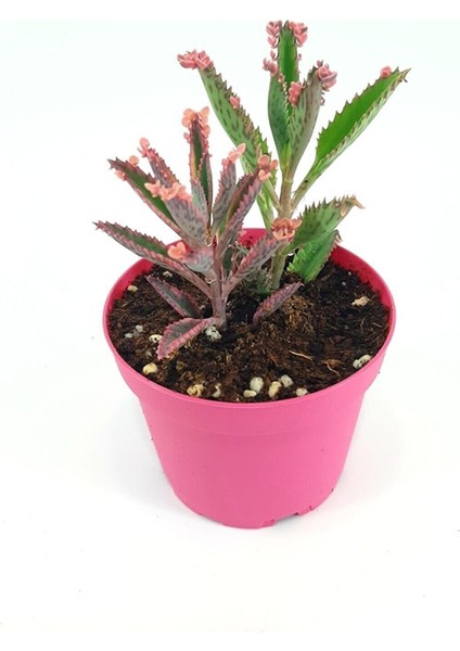 Aşkın Gözyaşı Pembe fiyatları