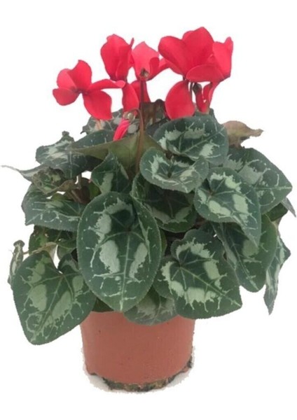 Sıklamen, Saksıda Cyclamen Çiçeği İç Mekan Ofis Bitkisi Bol Çiçekli