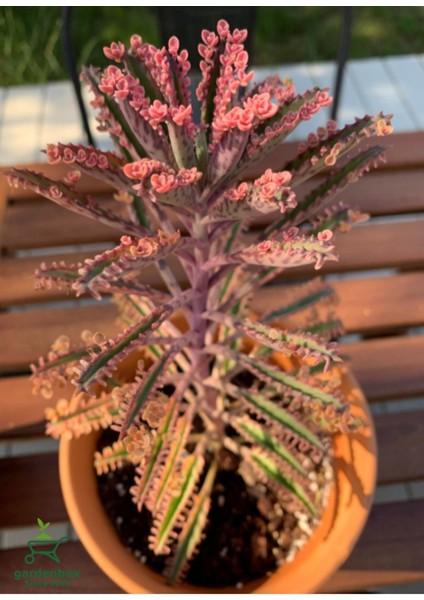 Pembe Renk Aşkın Gözyaşı Çiçeği 10-20 cm 1 Adet Saksılı