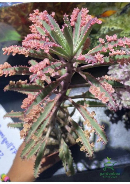 Pembe Renk Aşkın Gözyaşı Çiçeği 10-20 cm 1 Adet Saksılı