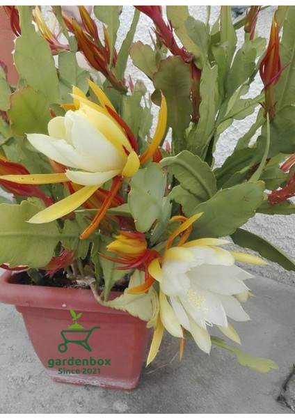 Sarı Renk Atlas Çiçeği 15-25 cm (Yellow Epiphyllum)