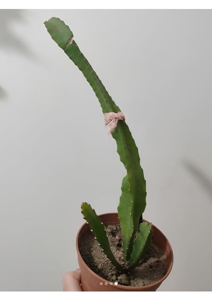 Sarı Renk Atlas Çiçeği 15-25 cm (Yellow Epiphyllum)