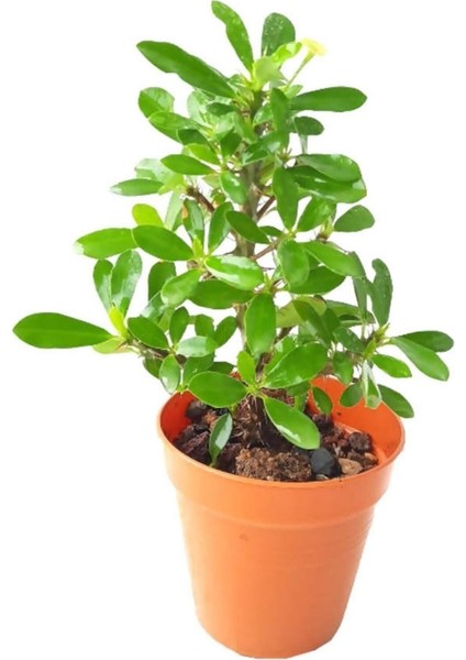 Videolu Krem Renk Milli Dikenler Tacı (15 25 cm) Saksılı Kaktüs Euphorbia fırsatları