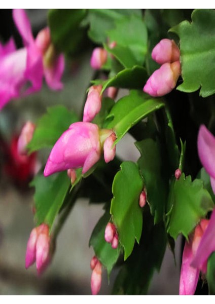 Schlumbergera 'pink' - Kaktüs Pembe Yılbaşı Çiçeği Yıllık Bitki İç Mekan Bitkisi
