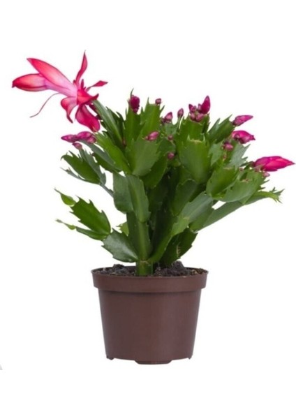 Schlumbergera 'pink' - Kaktüs Pembe Yılbaşı Çiçeği Yıllık Bitki İç Mekan Bitkisi