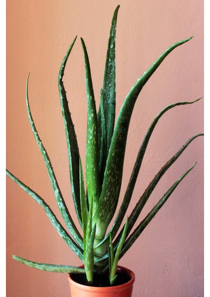 Aloevera Bitkisi 55 cm Uzunlukta - Saksılı