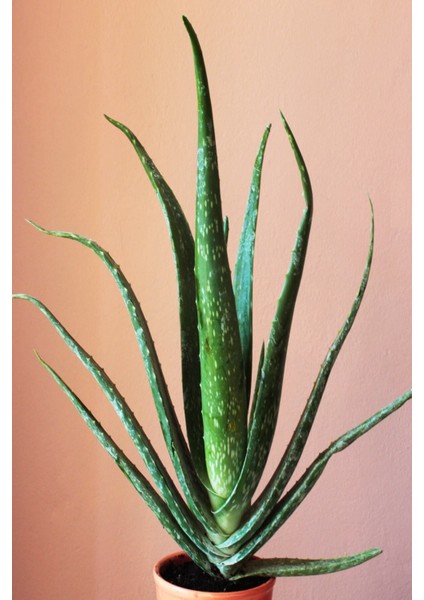 Aloevera Bitkisi 55 cm Uzunlukta - Saksılı fiyatları