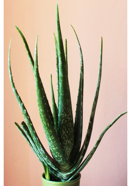 Aloevera Bitkisi 55 cm Uzunlukta - Saksılı modelleri