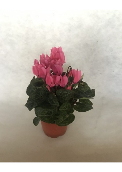 Siklamen (Tavşan Kulağı) Mini Pembe Cyclamen