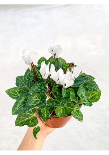 Beyaz Cyclamen Çiçeği Saksıda Çiçekli Sıklamen Hediyelik Bitki