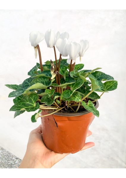 Beyaz Cyclamen Çiçeği Saksıda Çiçekli Sıklamen Hediyelik Bitki fiyatları