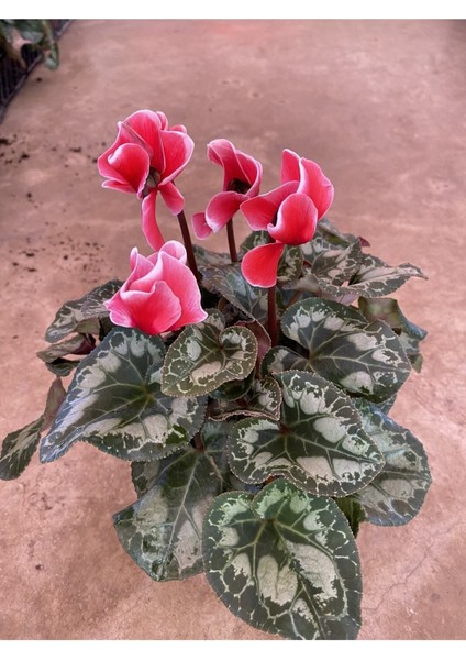 Kırmızı Acem Sıklamen / Tavşan Kulağı / Cyclamen