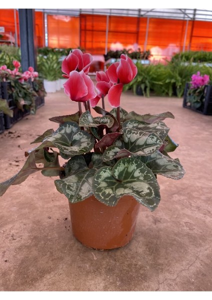 Kırmızı Acem Sıklamen / Tavşan Kulağı / Cyclamen fiyatları
