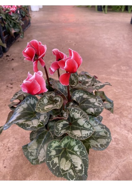 Kırmızı Acem Sıklamen / Tavşan Kulağı / Cyclamen modelleri