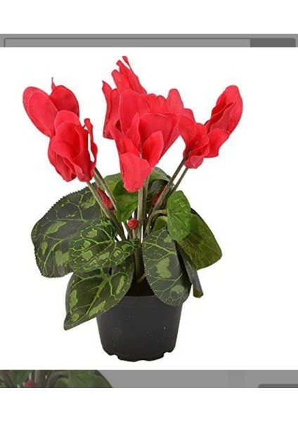Kırmızı Acem Sıklamen / Tavşan Kulağı / Cyclamen fırsatları