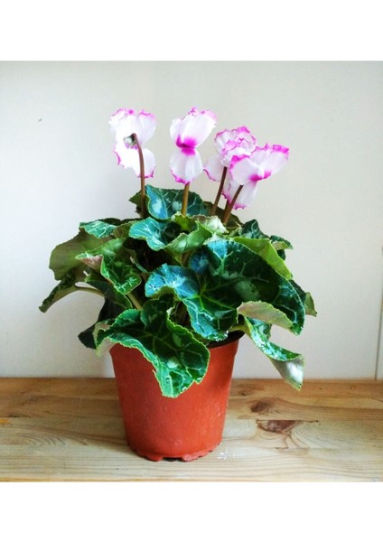 Büyük Boy Sıklamen Pembe Beyaz Hediyelik Çiçek