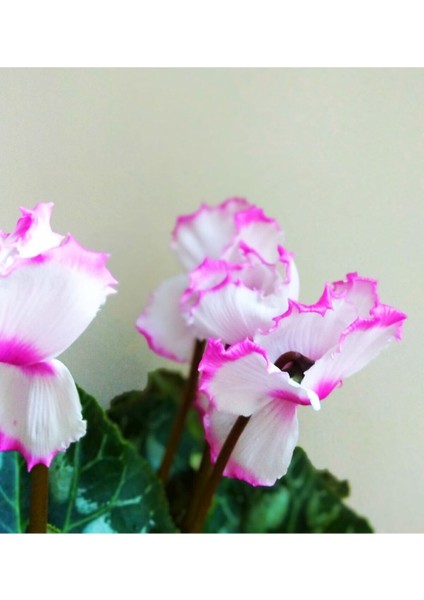 Büyük Boy Sıklamen Pembe Beyaz Hediyelik Çiçek fiyatları