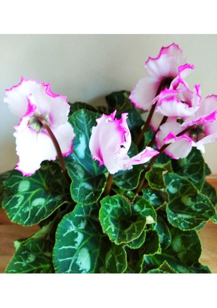 Büyük Boy Sıklamen Pembe Beyaz Hediyelik Çiçek modelleri