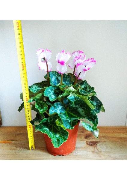 Büyük Boy Sıklamen Pembe Beyaz Hediyelik Çiçek fırsatları