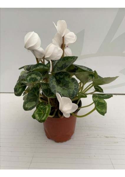 Cyclamen Siklamen 2 Adet Pembe ve Beyaz Çiçekli Bodur Bitki