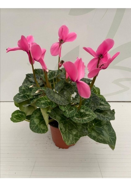 Cyclamen Siklamen 2 Adet Pembe ve Beyaz Çiçekli Bodur Bitki fiyatları
