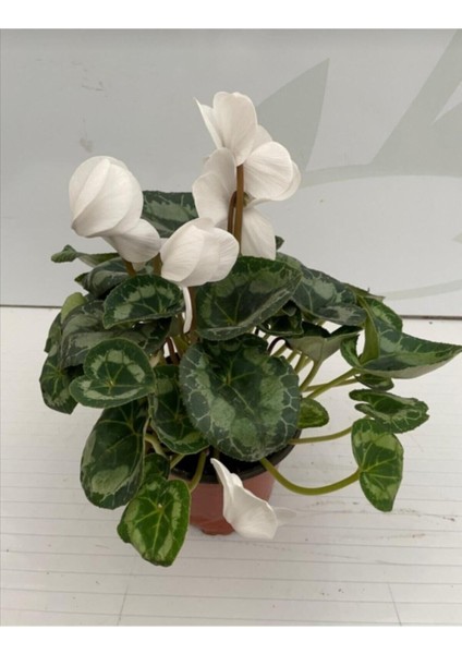 Cyclamen Siklamen 2 Adet Pembe ve Beyaz Çiçekli Bodur Bitki modelleri