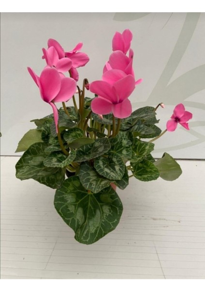 Cyclamen Siklamen 2 Adet Pembe ve Beyaz Çiçekli Bodur Bitki fırsatları