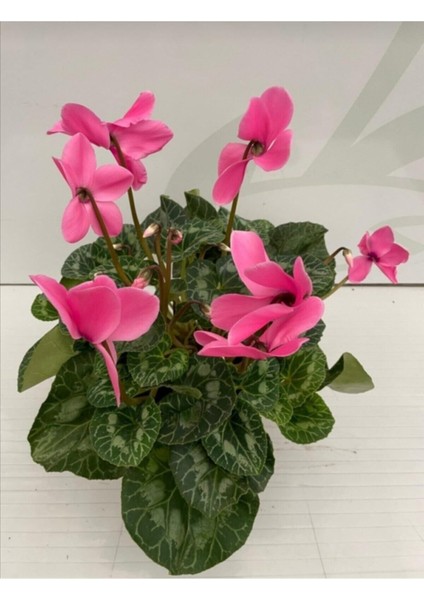 Cyclamen Siklamen 2 Adet Pembe ve Beyaz Çiçekli Bodur Bitki indirimleri