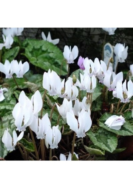 Beyaz Siklamen Çiçeği 5 Adet Cyclamen fiyatları