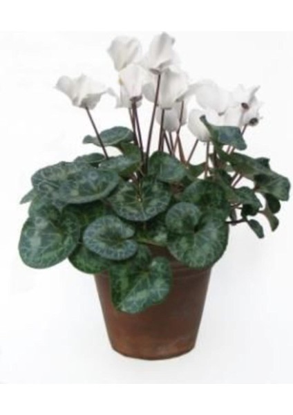 Beyaz Siklamen Çiçeği 5 Adet Cyclamen indirimleri