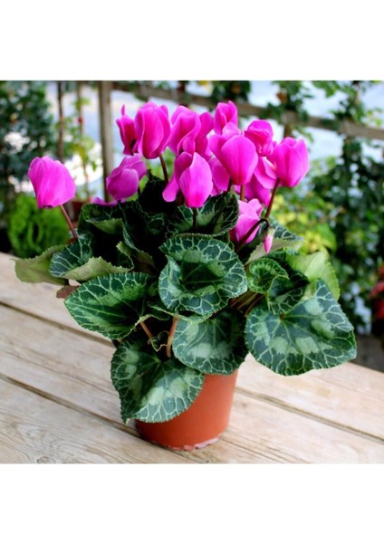 Saksılı Büyük Boy Pembe Siklamen Çiçeği 30 cm Hediyelik Çiçek