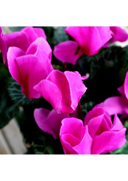 Saksılı Büyük Boy Pembe Siklamen Çiçeği 30 cm Hediyelik Çiçek fiyatları