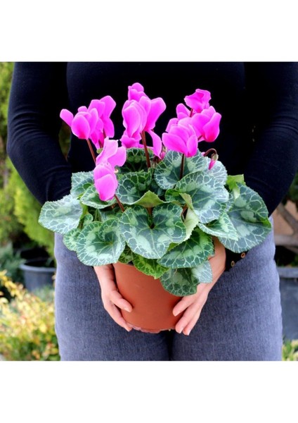 Saksılı Büyük Boy Pembe Siklamen Çiçeği 30 cm Hediyelik Çiçek modelleri