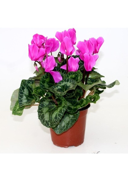 Saksılı Büyük Boy Pembe Siklamen Çiçeği 30 cm Hediyelik Çiçek fırsatları