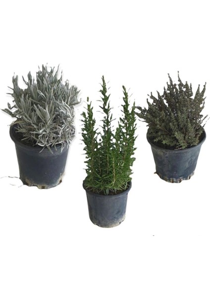 Aromatik Bitkiler, Mis Kokulu, Şifalı, 3'lü Mutfak Seti, Büyük Boy, Lavanta/biberiye/kekik