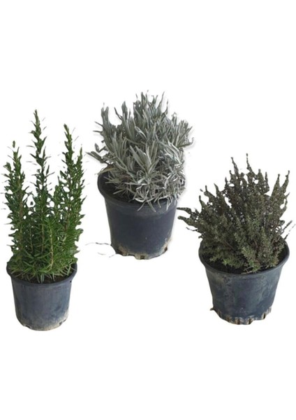 Aromatik Bitkiler, Mis Kokulu, Şifalı, 3'lü Mutfak Seti, Büyük Boy, Lavanta/biberiye/kekik fiyatları