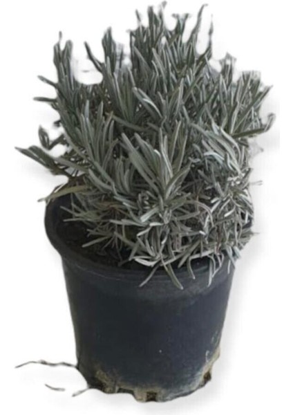 Aromatik Bitkiler, Mis Kokulu, Şifalı, 3'lü Mutfak Seti, Büyük Boy, Lavanta/biberiye/kekik modelleri