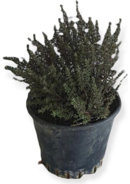 Aromatik Bitkiler, Mis Kokulu, Şifalı, 3'lü Mutfak Seti, Büyük Boy, Lavanta/biberiye/kekik fırsatları