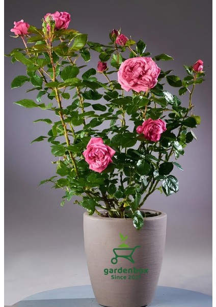 Yediveren Pembe Renk Gül Fidanı 1 Adet Saksılı 30-50 cm