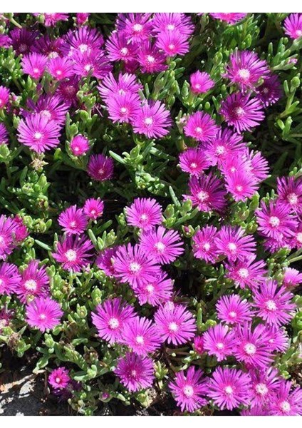 Acem Halısı 10 Adet Mor Çiçek Açan Yer Örtücü Sukulent Mezarlık Çiçeği