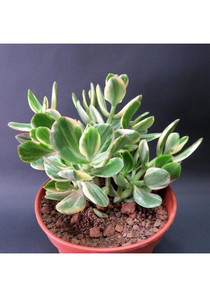 Crassula Ovata Variegata(Para Ağacı) Jade Plant