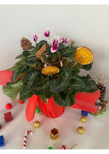 Yılbaşına Özel Mürdüm Sıklamen Çiçeği Paketli (Portakal+Kozalak Dahil)