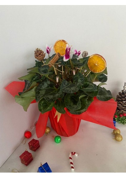 Yılbaşına Özel Mürdüm Sıklamen Çiçeği Paketli (Portakal+Kozalak Dahil) modelleri