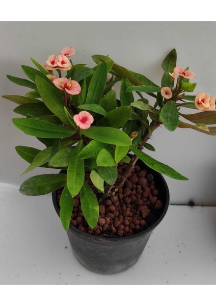 Videolu Milli Dikenler Tacı (32 45 cm) Saksılı Euphorbia