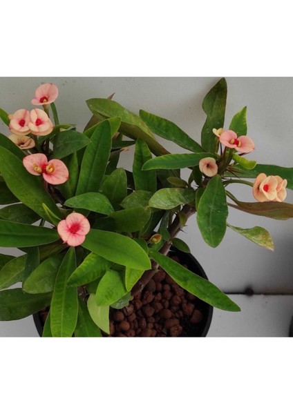 Videolu Milli Dikenler Tacı (32 45 cm) Saksılı Euphorbia fiyatları